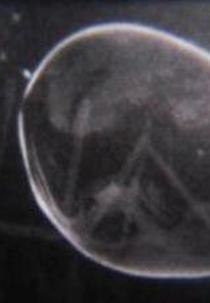 Nanofania (Nanofania)