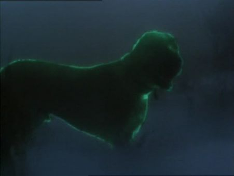 Foto 6 de O Cão dos Baskervilles