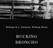 Bucking Broncho