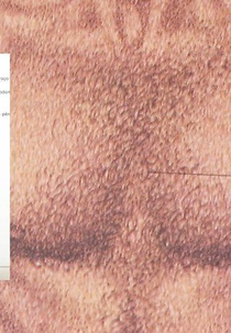 Pornô Anos 80 (Pornô Anos 80)