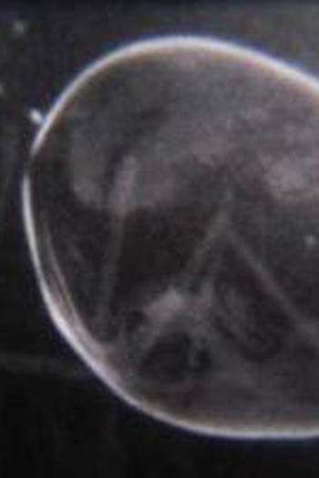 Poster de Curta Nanofania (2003)