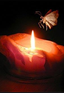 Una Polilla Viajó Al Sol (Una Polilla Viajó Al Sol)