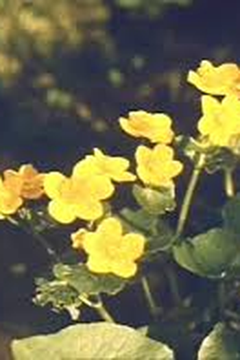  de Filme Journey into Spring (1958)