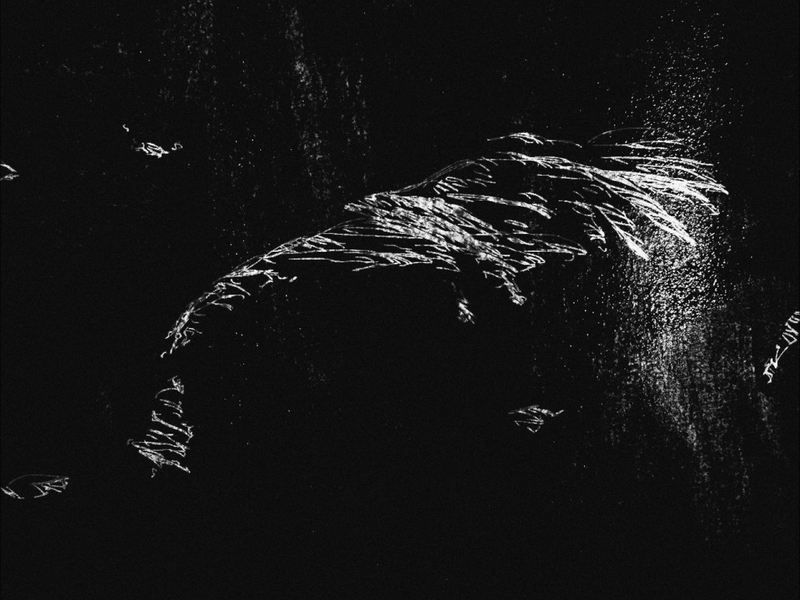 Foto 1 de Estranho animal