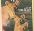 National Geographic Vídeo - Leões da Noite Africana