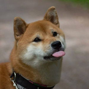 Foto de perfil de gorilaman