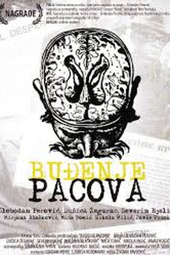 Poster de Filme Budjenje pacova (1967)