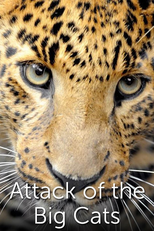 Os Ataques dos Grandes Felinos (Attack of the Big Cats)