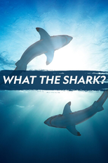 Tubarões temíveis (What the shark)