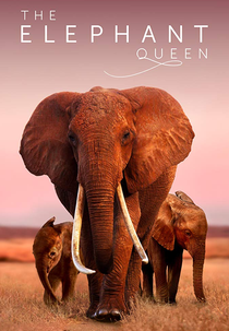 The Elephant Queen (The Elephant Queen)