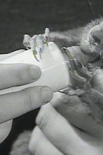 Poster de Episódio The Squirrel (1967)