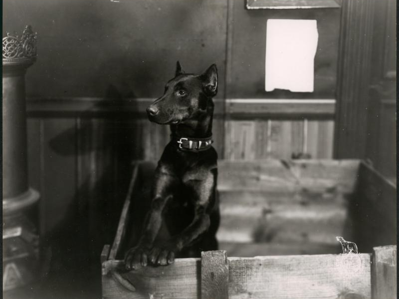 Foto 9 de Four-legged Sherlock Holmes