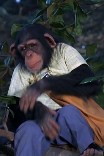 Poster de Episódio The Kleptomonkeyac (1969)