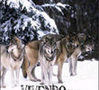 Vivendo Com Lobos - Discovery Channel