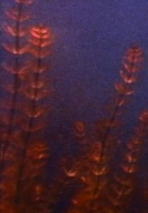 Pond and Waterfall (Pond and Waterfall)