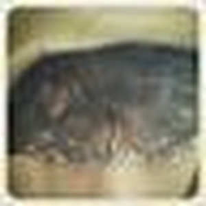 Foto de perfil de Joeldo | Joey'sWorld