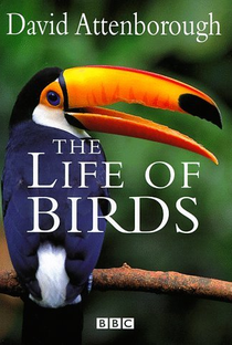 BBC - A Vida dos Pássaros - Poster / Capa / Cartaz - Oficial 1