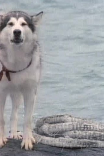 Poster de Episódio Against The Current (1993)