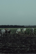 Dia do fogo (Dia do fogo)