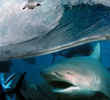 Surfer v. Jaws