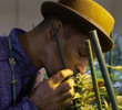 Cannabis