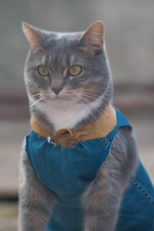 Gatos vs Zumbis 2 (Cats vs Zombies 2)