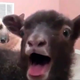 jotakapf
