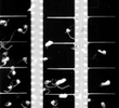Shot Film