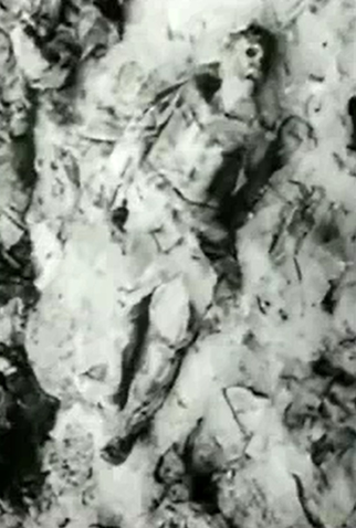 Poster 1 de Curta Im Wald von Katyn (1943)