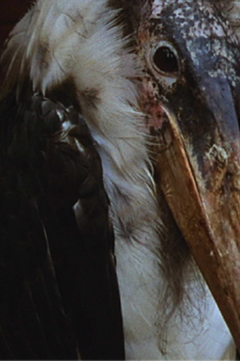 Poster de Curta Ray's Birds (2010)