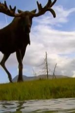 Zwischen Wildnis und Großstadt - Elche in Alaska (Zwischen Wildnis und Großstadt - Elche in Alaska)