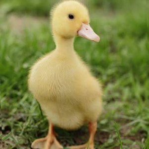 Foto de perfil de Jorge o Pato