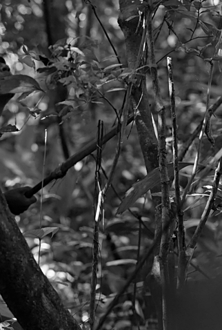 Poster 2 de Curta Osmildo (2019)