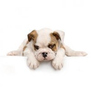 Foto de perfil de Joel Marques