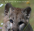 The BBC: Natural World - Mountain Lions: Big Cats in High Places