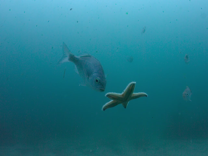 Foto 8 de Nossos Oceanos