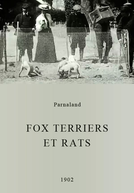 Fox terriers et rats