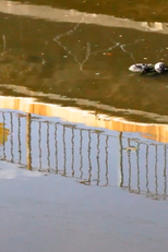 O Mundo do Rio Não é o Mundo da Ponte (O Mundo do Rio Não é o Mundo da Ponte)