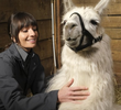 Skunks and Llamas
