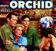 The White Orchid