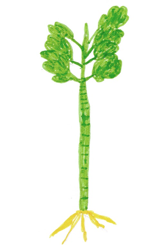 Poster 1 de Filme Cantos da Embaúba (2013)