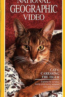 Gatos – Acariciando o Tigre - Poster / Capa / Cartaz - Oficial 1