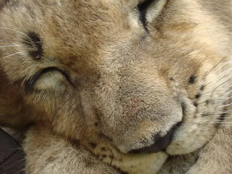 Foto 7 de Tensai! Shimura Dōbutsuen