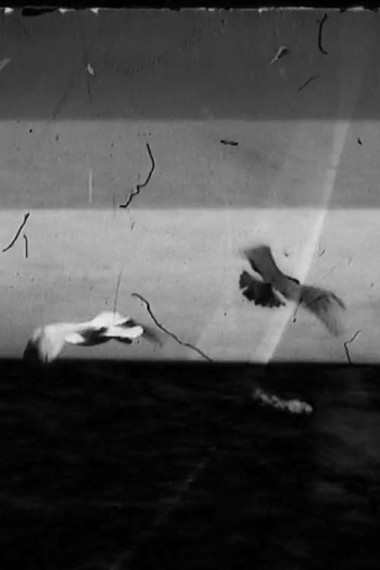 Poster de Curta Gulls at Gibraltar (2015)