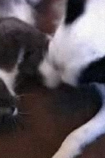  de Curta New Order: Crystal (Alternative Version) (2005)