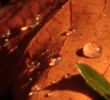 Water-soluble Doze