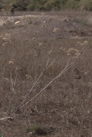 Poster 1 de Filme Sequizágua (2020)