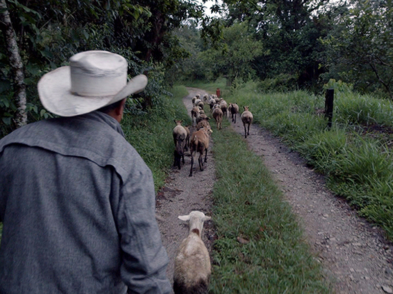 Foto 3 de Bosque de Névoa