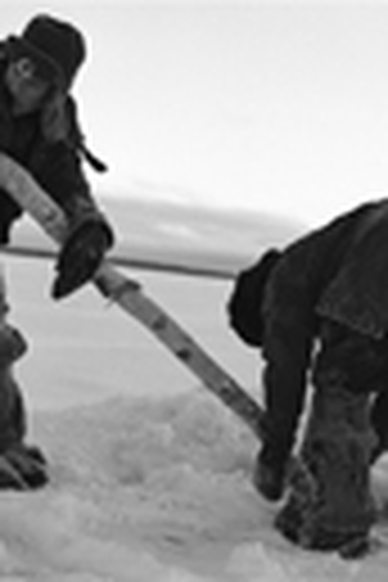  de Curta Artel (2006)