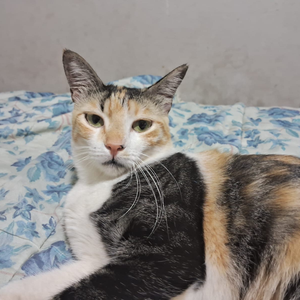 Foto de perfil de Paulo